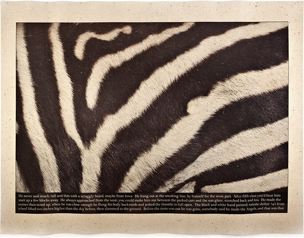 Zebra